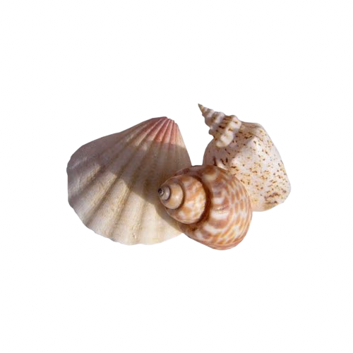 seashells emote