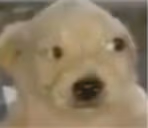 kie emote