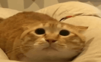 MOO animated emote