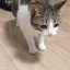 catfall emote