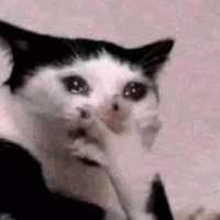 cat_omg_cry emote