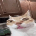 ErmWhat emote