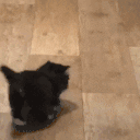 bb animated emote