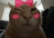 buhcute emote