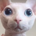 BingusStare2 emote