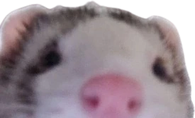 Ferret_peek emote