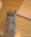 Ura emote
