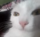 el emote