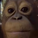 stare emote