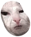 hnn_cat_bean emote