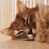 cutecat_aka_marcelpfp emote