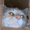 CE_SniffSniff2 emote