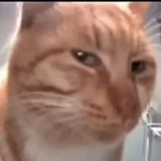 Cat_Sus emote