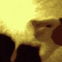 Cat_Fight emote