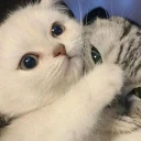 dontlook emote