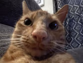 Howard emote
