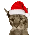 CatJAM emote