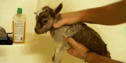 mygoatwashed emote