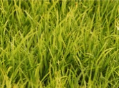 grass emote