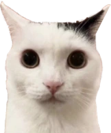 cat_stare emote