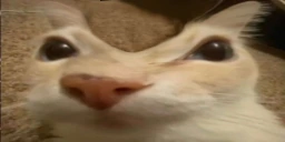 otagDent emote