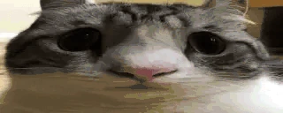 bensly animated emote