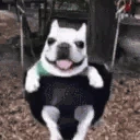 Doglookinghappyandswinging emote