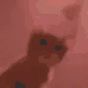 catRave emote