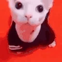 bingusStare emote