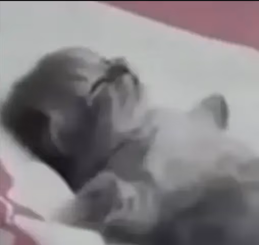 cat_sleep emote