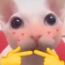 BingusShy emote