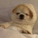 comfyDog static emote