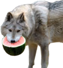 MelonWolf emote