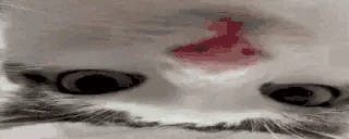 knolp emote