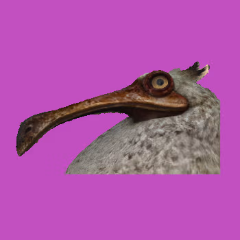 Bruh_FF14 emote