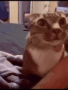 catAsk emote