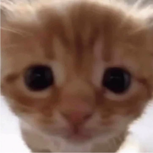 Cute_cat emote