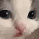 hegh emote