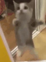 CatJUMP emote