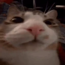 catScared emote