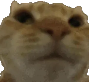 nono emote