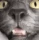 Cat_Sniff emote