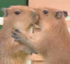 CapybaraHug emote