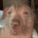 uuh emote
