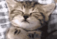 catSleep emote