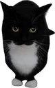 maxwellstand emote