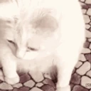 catVomit emote