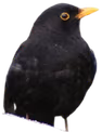 confused_curiosity emote