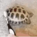 turtleJAM emote