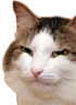 kiisu_suspicious static emote